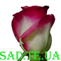 Нюфлейшен (біла зверху червона) 2 шт.
