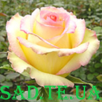 Нобіліс (Жовта-біло-рожева)