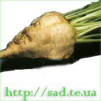 Буряк   цукровий (1кг.)