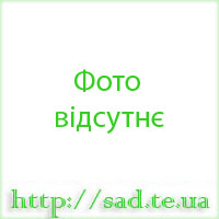 Екіндорський    буряк(жовтий) 1 мішок20кг.(фас груд.2014р)