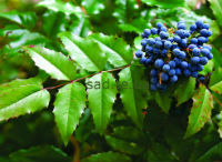 Магонія  (Mahonia aquifolium)