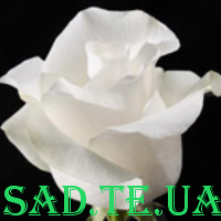 Поло (Біла)