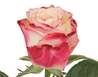 Троянда ROSE SWEETNESS