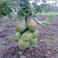  Груша Ноябрська (Ксеня)